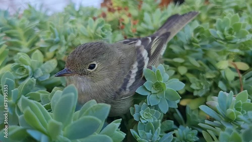 Birds in the Garden. Bird resting on the plant  (Elaenia albiceps chilensis)  photo