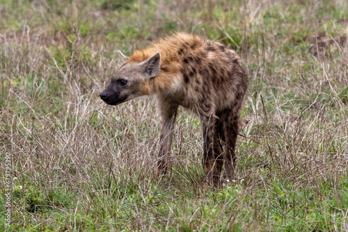 Eine sichernde Hyäne in der Seitenansicht