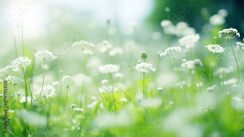Wildflowers in fresh grass against blurred background - Ecology concept