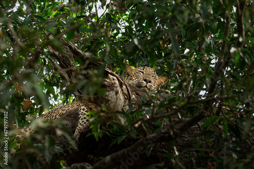 Leopard on tree 