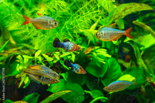 A green beautiful planted tropical freshwater aquarium with fishes.Freshwater aquarium fish, The Sail-fin molly, (Poecilia velifera ), gold, white, silver and dalmatin mutation © bukhta79