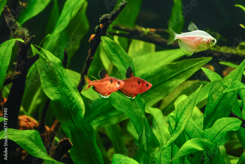 Hyphessobrycon minor.A green beautiful planted tropical freshwater aquarium with fishes.tetra serpae (Hyphessobrycon eques) in a fish tank photo