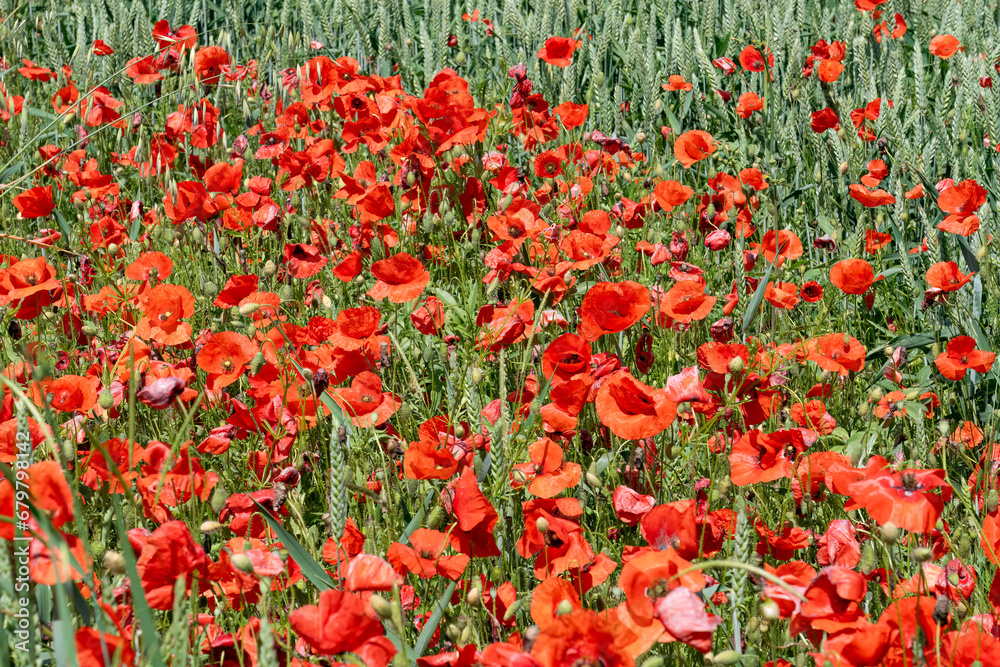 a field full of red poppy (Papaver rhoeas) also known as cord rose, common, corn, field and and Flanders poppy