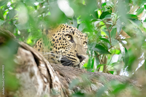 leopard in the tree © Raseem