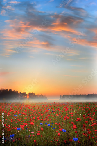 A sunset on a poppy field, Denmark