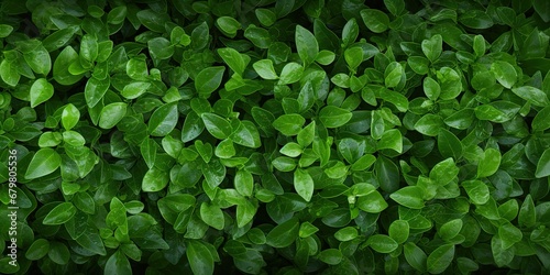 Beautiful original background image of a carpet of fresh natural green leaves forming a natural texture