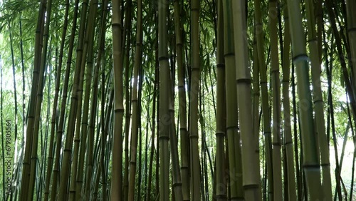 bamboos in a bamboo forest photo