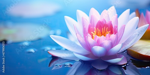 Beautiful waterlily flower close-up in the water on a blurred blue natural background