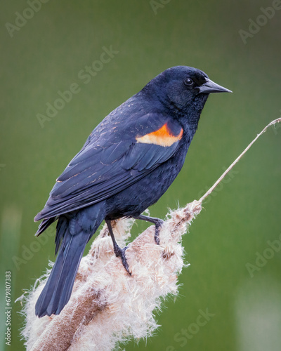 Red-Winged Blackbird - 6022