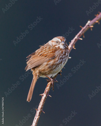 Song Sparrow - 5468