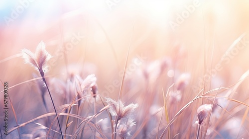 pink grass field look like pampas grass in romantic atmosphere 