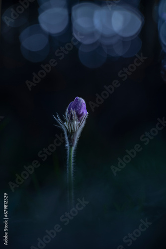 Fairy of the forest