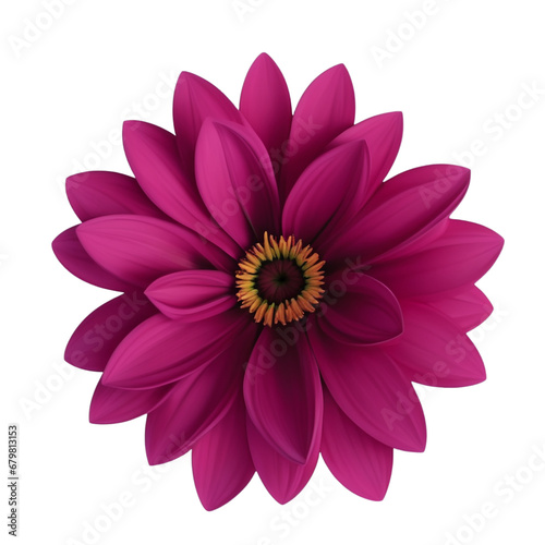 pink dahlia flower isolated on transparent background PNG image