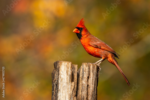 cardinal on a branch © Gordon