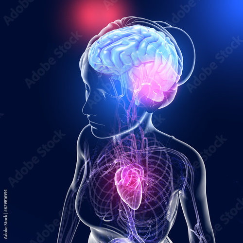 Anatomical 3D illustration of transparent woman torso. Showing the inside of the human head and the arteries and veins that run through the body from the heart to the brain. On dark blue background.