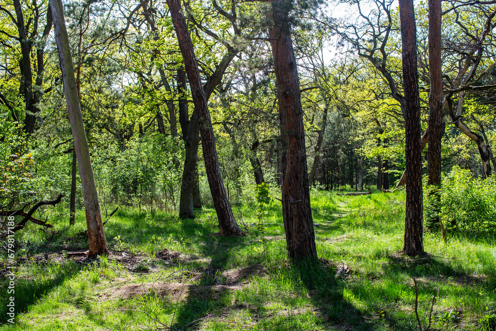 wilde Wuhlheide, Berlin wilde Wuhlheide, Berlin
