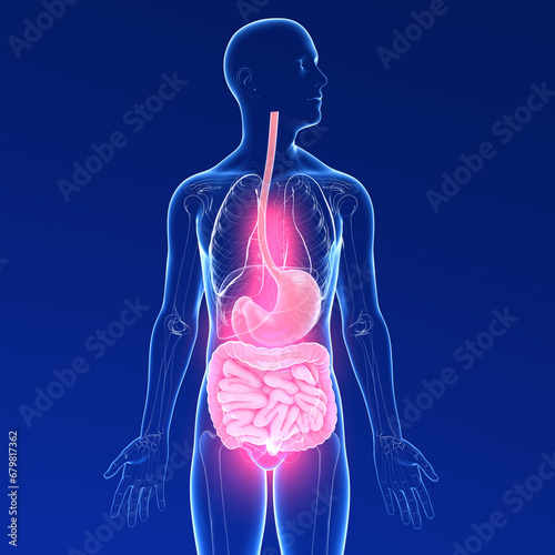 Transparent 3D illustration of the digestive system of a man in pain. Crystal anatomy from the esophagus and stomach to the intestine with the internal organs.