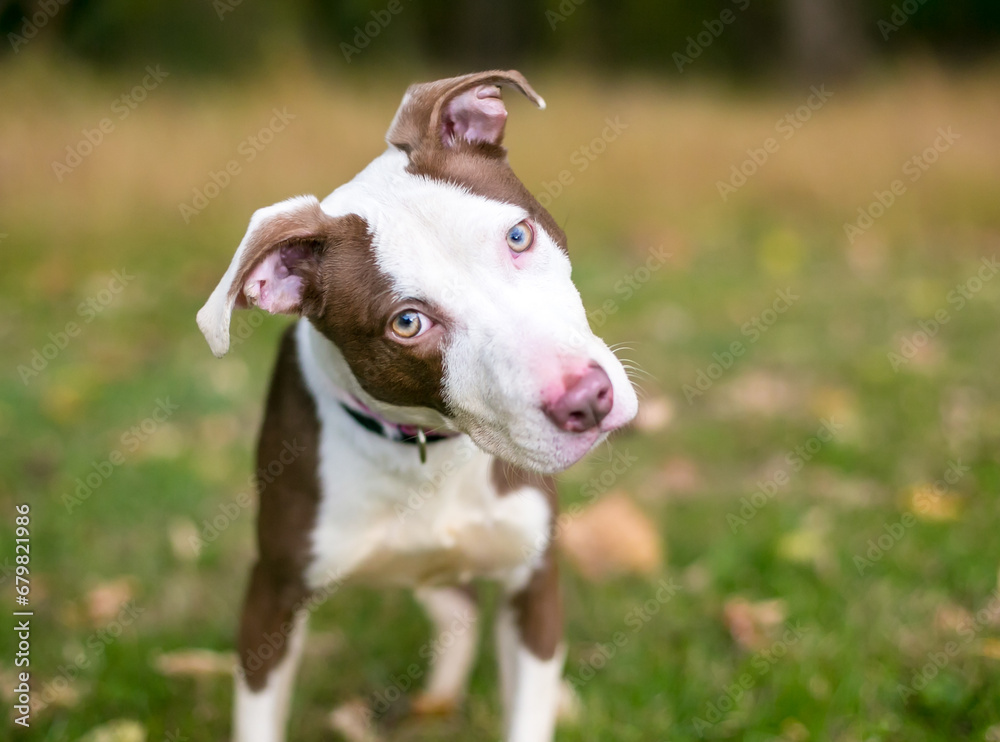 A Pit Bull Terrier mixed breed puppy listening with a head tilt