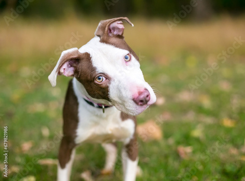 A Pit Bull Terrier mixed breed puppy listening with a head tilt