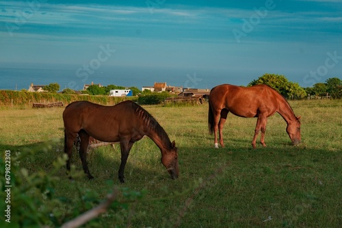 horses in the field