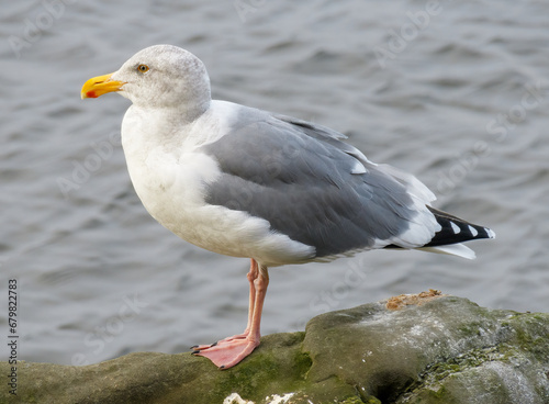 Western Gull - 2902