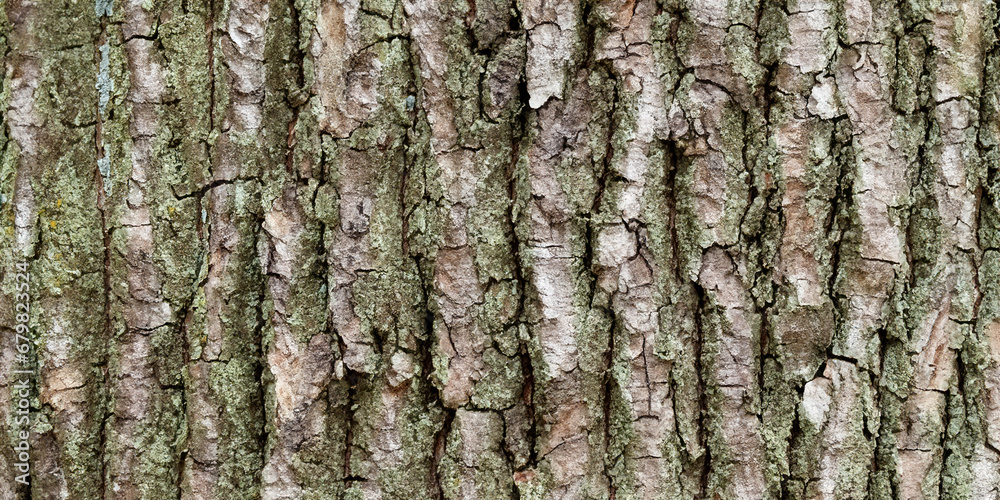 Fototapeta premium tree bark background