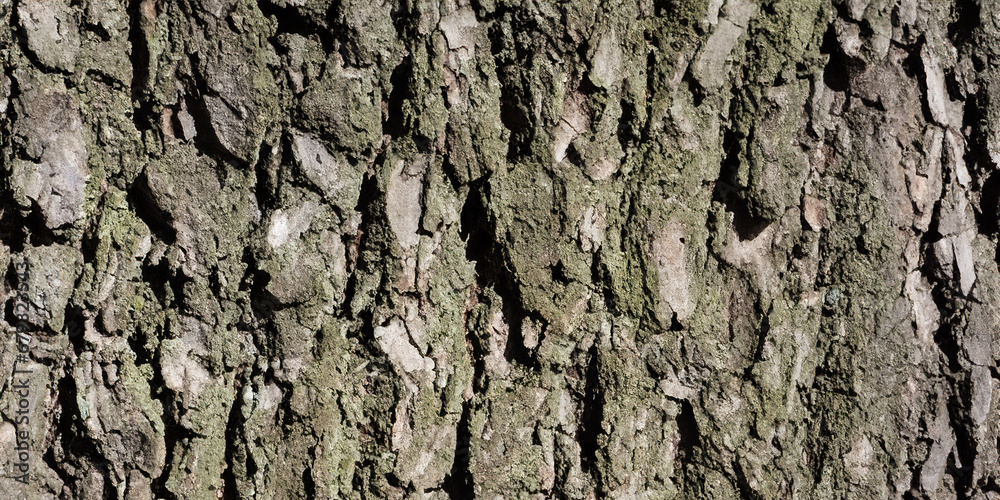 tree bark background