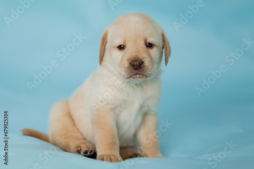 golden retriever puppy © Міша Грига