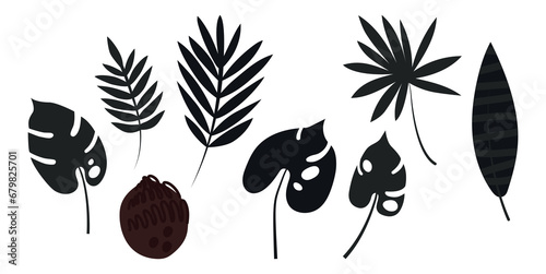 Set of palm leaves: banana and coconut. Large dark carved leaves. Plants. Vector illustration. photo