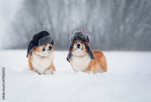 two cute corgi dogs are sitting in warm hats with earflaps in a snowfall in a winter park