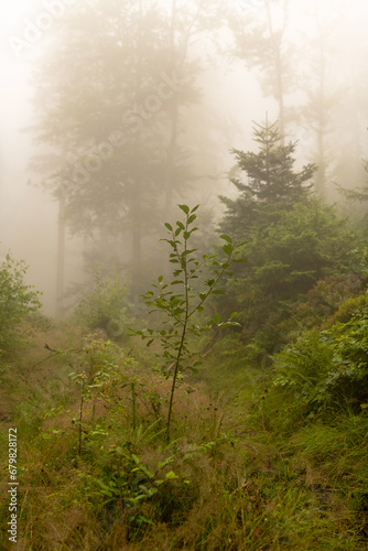 Fototapeta Naklejka Na Ścianę i Meble -  Mischwald im Nebel, Bayerischer Wald, Deutschland