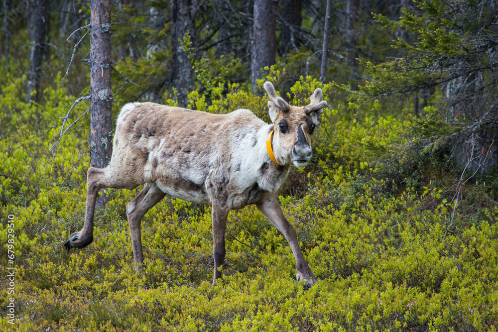 Curious reindeer grazing in a finnish forest Curious reindeer grazing in a finnish forest