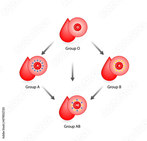 Blood compatibility, Blood donation, ABO Blood groups droplets., four blood types, A,B, AB and O groups, made up from combinations of the type A and type B antigens. Vector illustration.