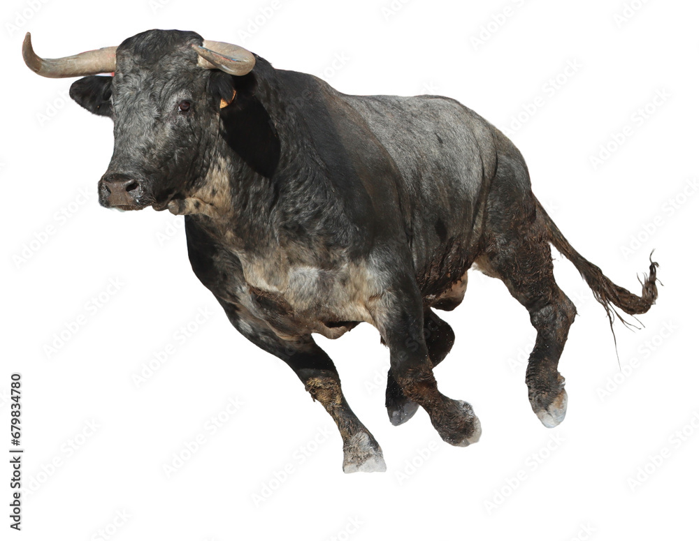 black bull on isolated a white background	 - obrazy, fototapety, plakaty 
