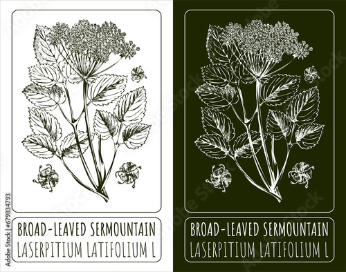 Drawings BROAD-LEAVED SERMOUNTAIN. Hand drawn illustration. Latin name LASERPITIUM LATIFOLIUM L. photo