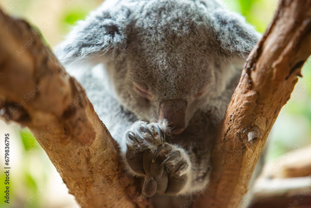 Fototapeta premium Koala im Zoo Leipzig