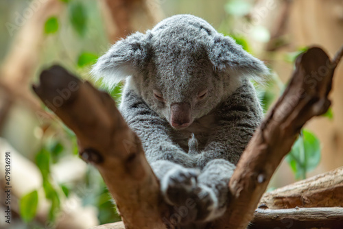 Koala im Zoo Leipzig