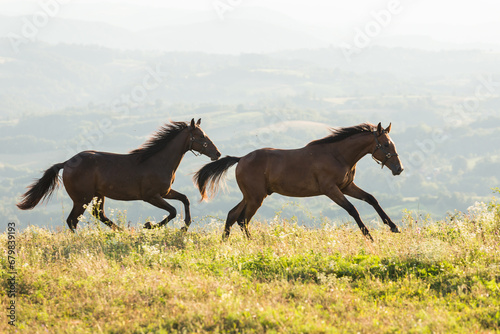 Horses run gallop in meadow