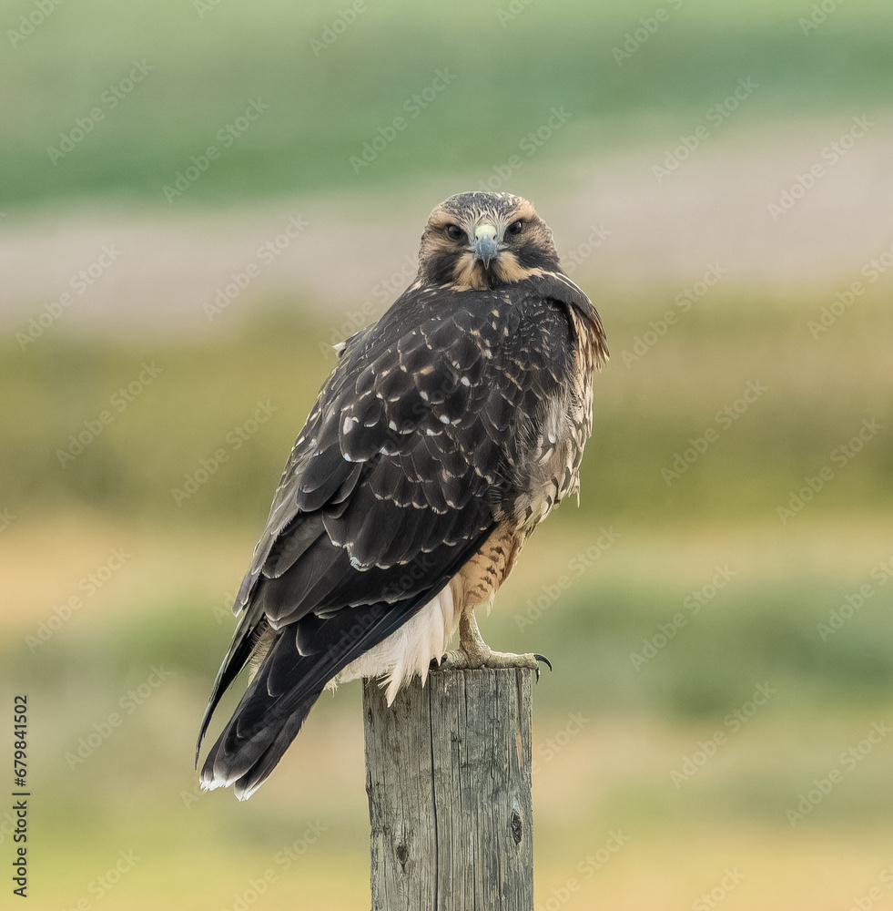 Naklejka premium Swainson's-Hawk-on-a-post
