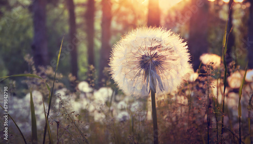 big white dandelion in a forest at sunset abstract nature background