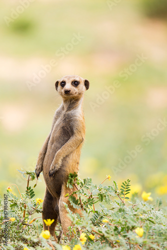 meerkat on the lookout