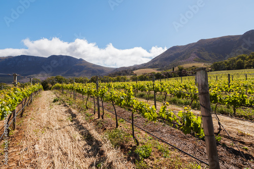 Grapevines in the Western Cape 