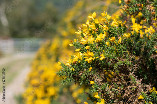 Common gorse (ulex europaeus) flowers in bloom photo