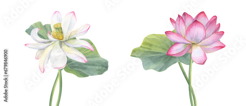 Set of white and pink Lotus flower with Leaves. Delicate blooming Water Lily. Intertwining stems of flower. Watercolor illustration. Hand drawn composition for poster, cards, greeting