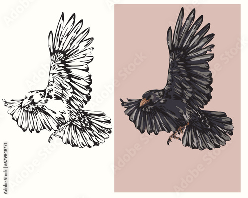 vector drawing coloring book wild bird raven in flight