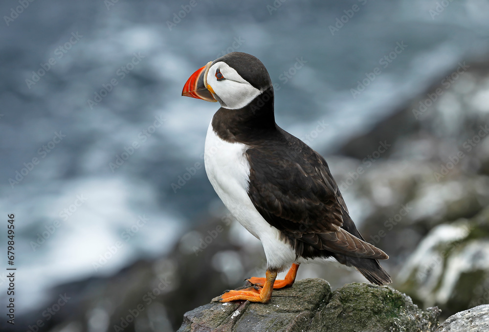 Obraz premium Puffin looking out to Sea