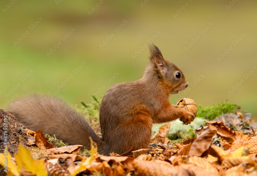 Red Squirrel, Scientific name, Sciurus vulgaris, Cute red squirrel with tufty ears, alert and holding a walnut in Autumn, facing right.  Kinloch Rannoch. Scottish Highlands, UK.  Horizontal. 