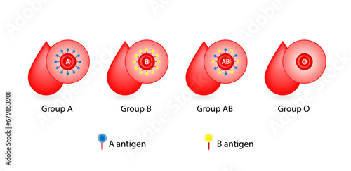 ABO Blood groups. four blood types, A,B, AB and O groups, made up from combinations of the type A and type B antigens. Blood donation. Vector illustration.