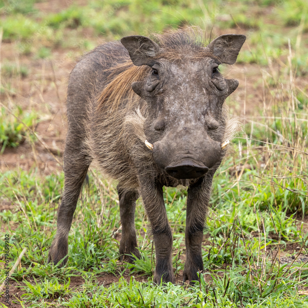 Ein Warzenschwein in der Frontale im Krüger Nationalpark Ein Warzenschwein in der Frontale im Krüger Nationalpark