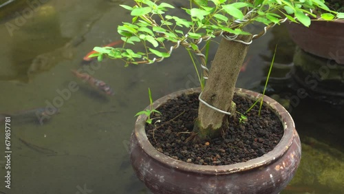 The bonsai pot is above the fish pond